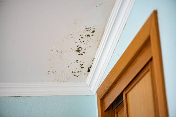 Best DIY Mold Remediation Support Services in Lutherville, MD
