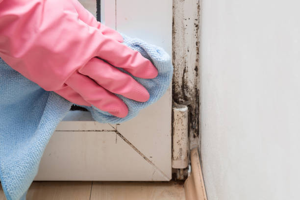 Best Black Mold Remediation in Lutherville, MD