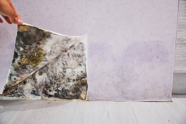 Best Residential Mold Remediation in Lutherville, MD